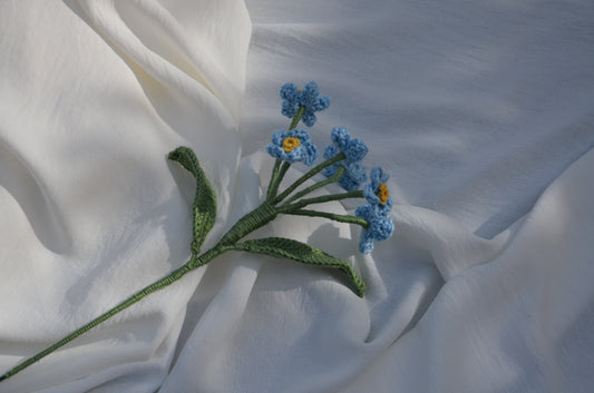 Myosotis