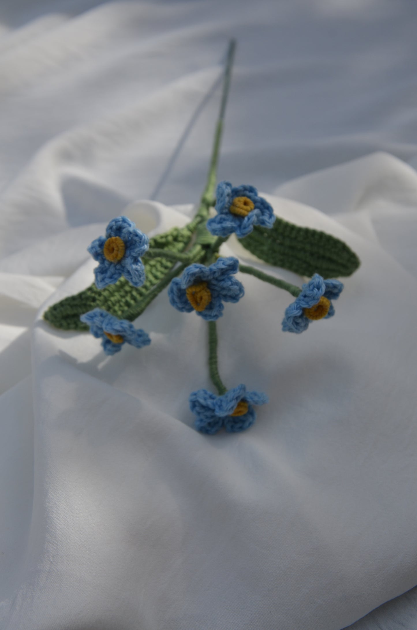 Myosotis